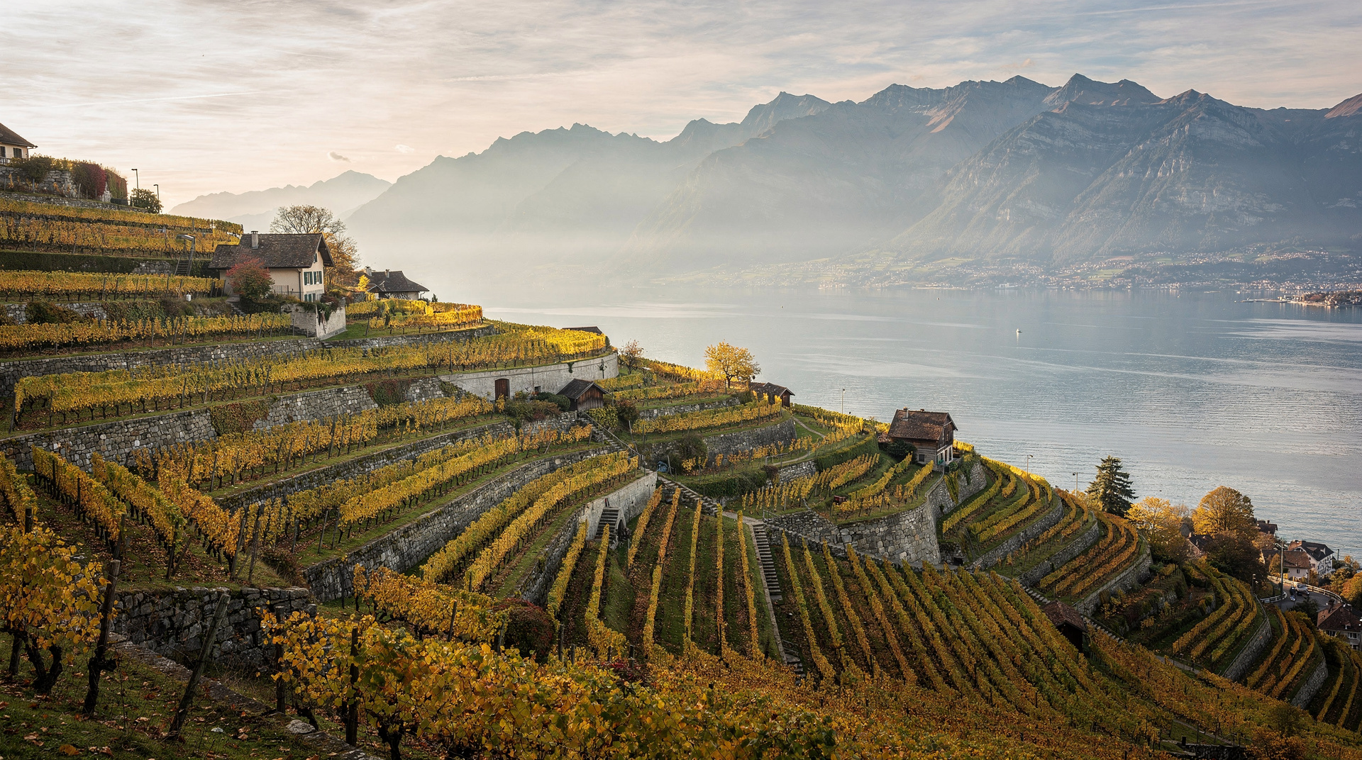 Lavaux wine region: complete visitor's guide to the UNESCO terraced vineyards
